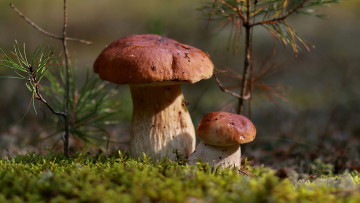 обоя природа, грибы, боровики