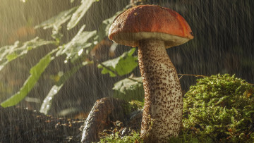 Картинка природа грибы подосиновик дождь