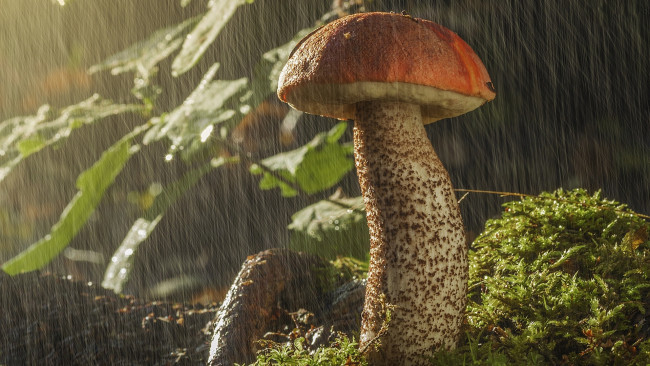 Обои картинки фото природа, грибы, подосиновик, дождь