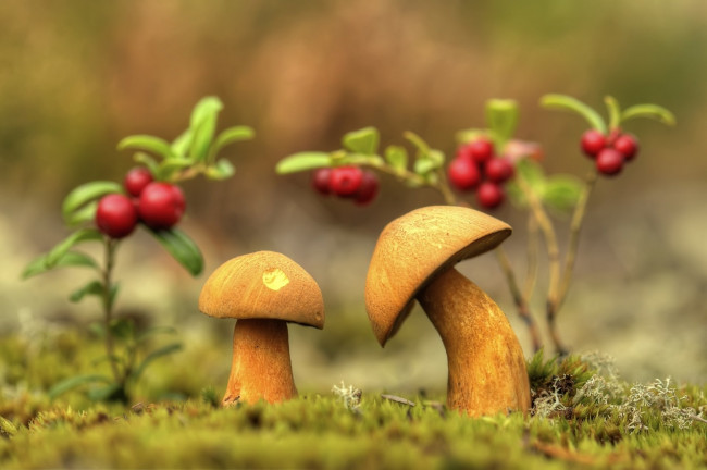 Обои картинки фото природа, грибы, моховики