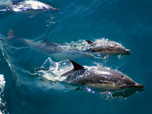 Обои картинки фото животные, дельфины, плавание