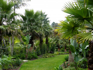 обоя пальмовый, сад, new, zealand, природа, тропики, пальмы