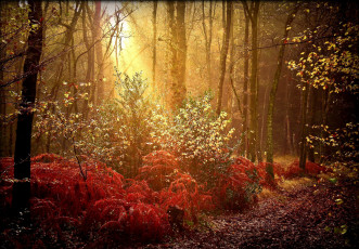 обоя природа, лес, осень, краски