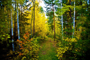 Картинка природа лес тропа осень