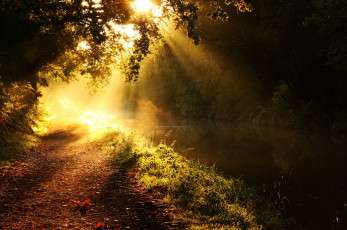 Картинка природа лес река дорожка деревья ветки свет лучи