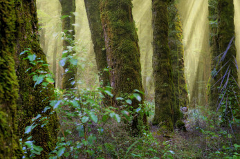 Картинка природа лес стволы мох