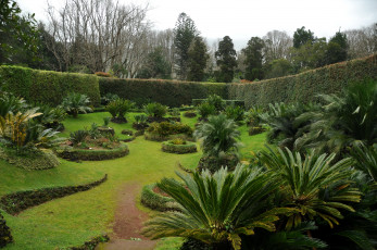 обоя природа, парк, palm, garden, азорские, острова, португалия