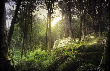 Картинка природа лес свет камни мох