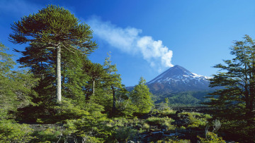 Картинка природа стихия лес деревья гора вулкан дым