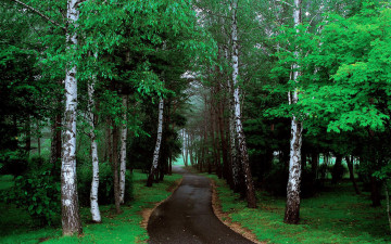 Картинка природа дороги лес трава деревья дорога