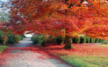 обоя природа, дороги, листья, осень, дерево