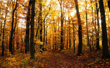Картинка природа лес деревья осень