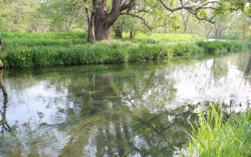 Картинка природа реки озера цветы яблоня весна
