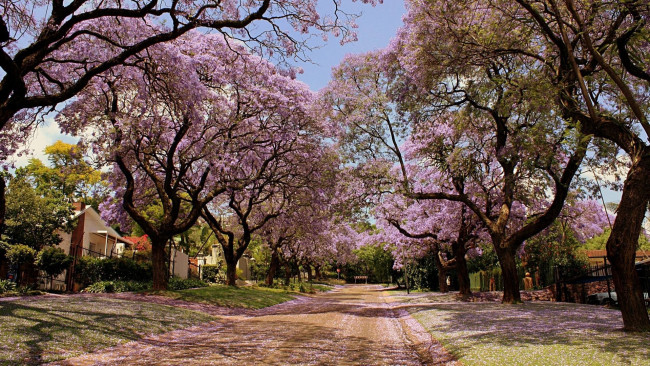 Обои картинки фото природа, деревья, красота, в, цвету, улица