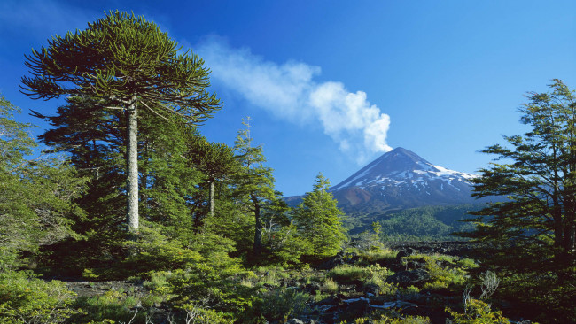 Обои картинки фото природа, стихия, лес, деревья, гора, вулкан, дым