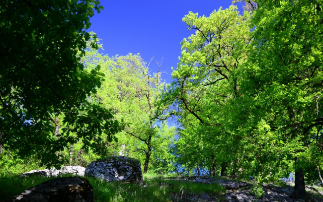 Обои картинки фото природа, деревья, камни, весна