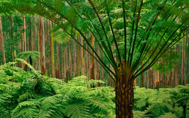 Обои картинки фото природа, лес, деревья, папоротники, австралия