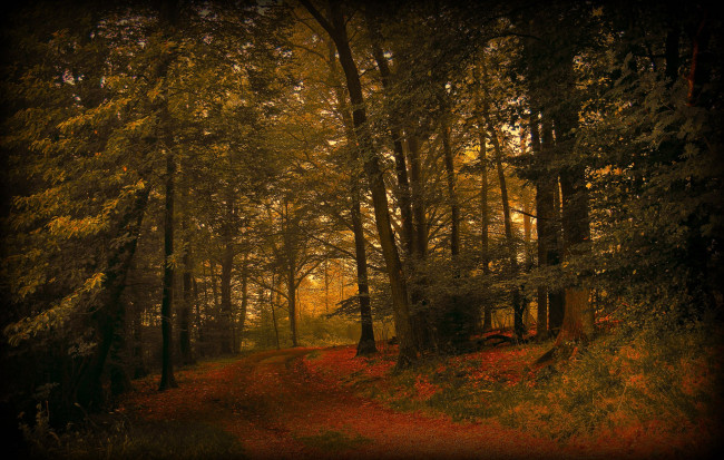 Обои картинки фото природа, лес, листва, дорога, осень