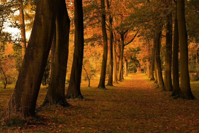 Обои картинки фото природа, деревья, осень, аллея, листва