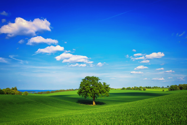 Обои картинки фото природа, деревья, трава, весна, дерево, зелень, небо, облака