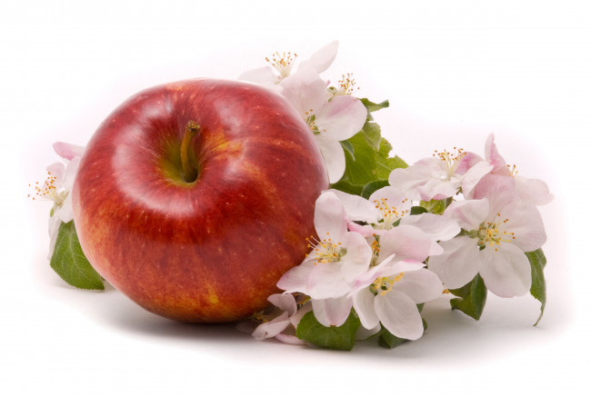 Обои картинки фото еда, Яблоки, красное, яблоко, цветы, яблони