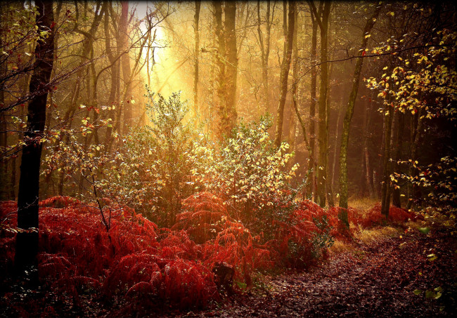 Обои картинки фото природа, лес, осень, краски