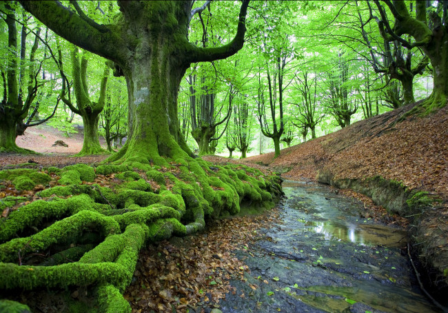 Обои картинки фото природа, деревья, лес, ручей, мох