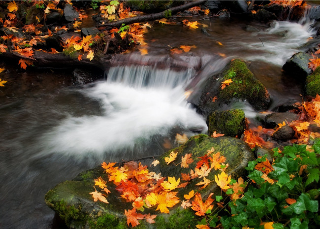 Обои картинки фото природа, реки, озера, листва, осень, вода, поток