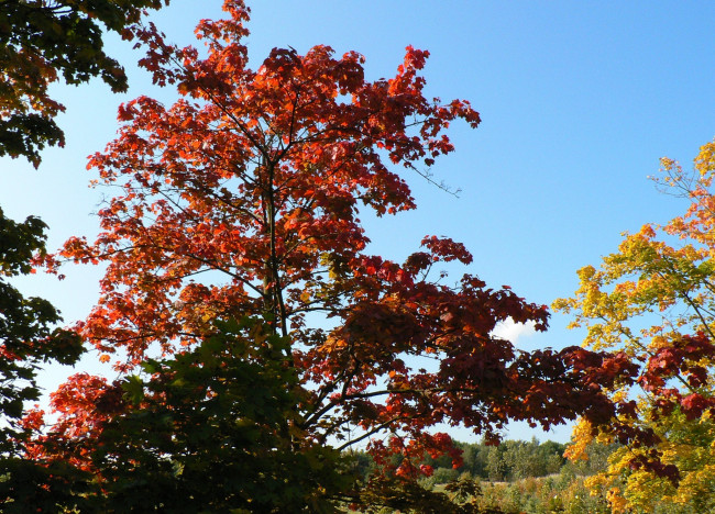 Обои картинки фото природа, деревья, осень