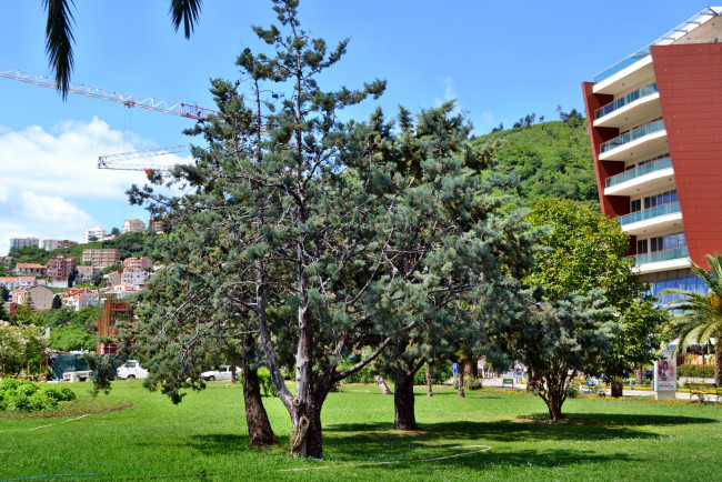 Обои картинки фото Черногория, будва, города, пейзажи, деревья, трава, парк, городской