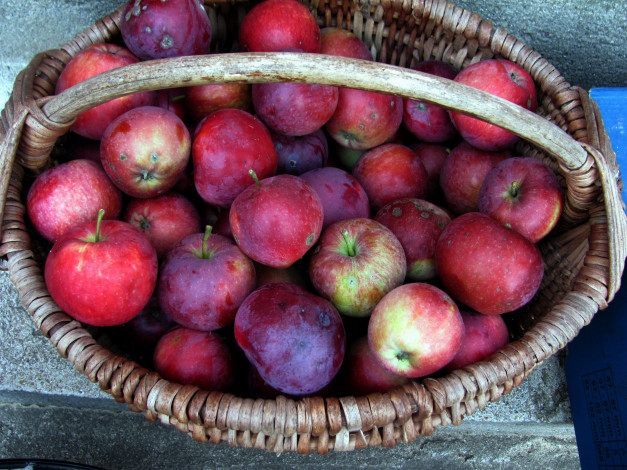Обои картинки фото еда, Яблоки, корзина, урожай, яблоки