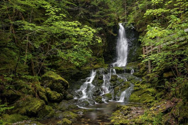 Обои картинки фото природа, водопады, деревья, лес, водопад, canada, fundy, national, park