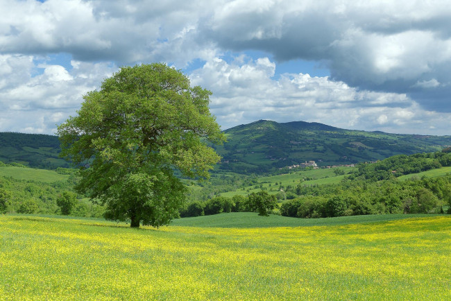 Обои картинки фото природа, пейзажи, цветы, поле, италия, марке, monte, cerignone