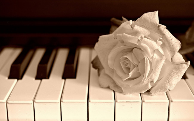 Обои картинки фото музыка, -музыкальные инструменты, клавиши, цветок