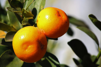 обоя природа, плоды, апельсин
