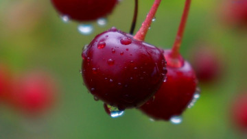 Картинка природа ягоды вишни
