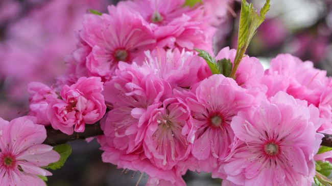 Обои картинки фото цветы, сакура,  вишня, розовая, ветка, макро