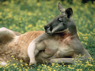 Картинка животные кенгуру