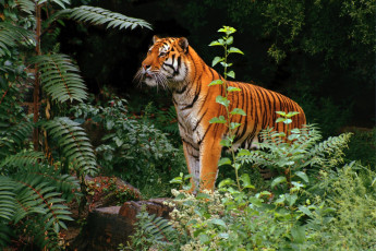 Картинка животные тигры зверь деревья папоротник