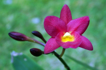 Картинка цветы орхидеи малиновый бутон яркий