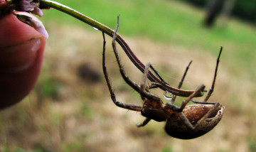 Картинка животные пауки веточка паук