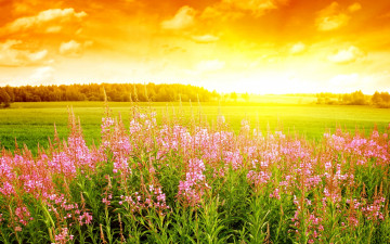 Картинка природа восходы закаты цветы солнце свет луг