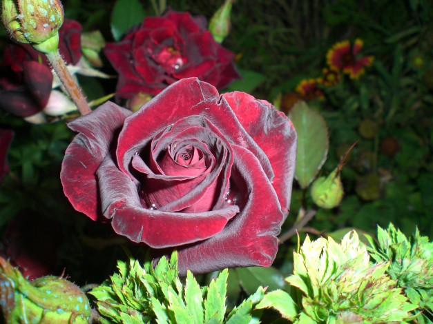 Обои картинки фото цветы, розы, бархатный