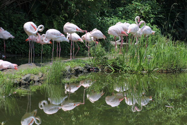 Обои картинки фото животные, фламинго, много, отражение, розовый