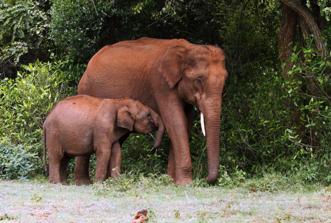 Обои картинки фото животные, слоны, мама, малыш, слониха, слонёнок