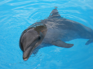 Картинка животные дельфины море дельфин