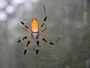Картинка животные пауки паук паутина