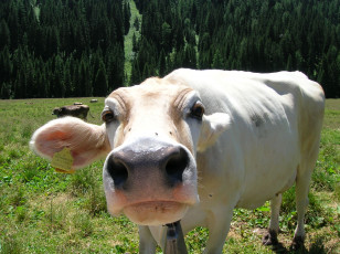 Картинка vacca annusatrice животные коровы буйволы корова морда любопытство