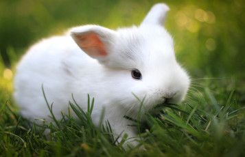 Картинка животные кролики зайцы кролик трава