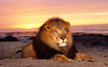 Картинка majestic lion животные львы отдых лев взгляд морда грива